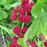 UN PLANT DE FRAISE-EPINARD