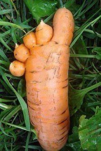 Au secoure un pied de zombie-carotte